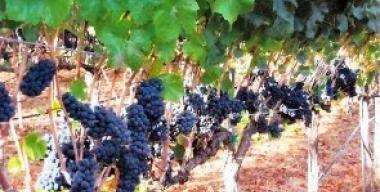 Vineyards and Wineries