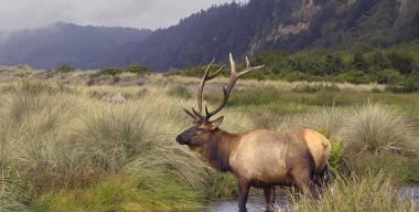 Prairie Creek State Park- Coastal