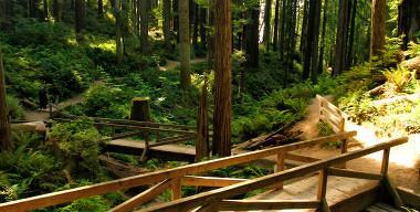 Arcata Community Forest