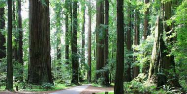 Grizzly Creek Redwoods State Park