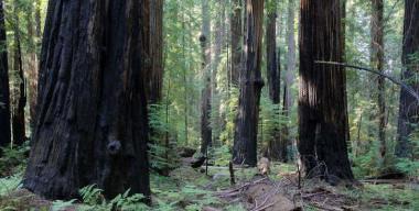 Humboldt Redwoods State Park