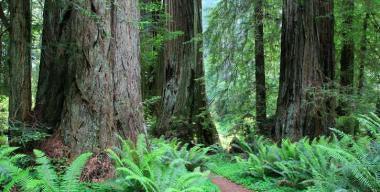Prairie Creek Redwoods State Park