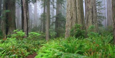 Redwood National Park