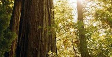 Richardson Grove State Park