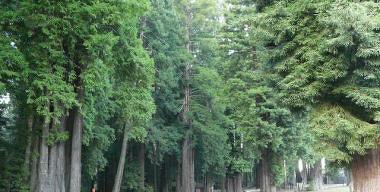 Sequoia Park Redwoods