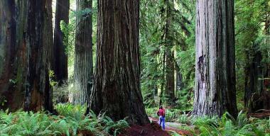 Redwoods